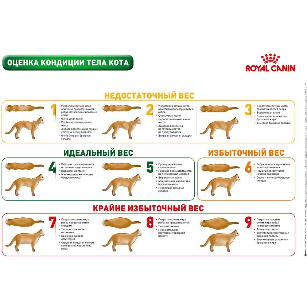 Сухий корм Royal Canin Mature Consult для кішок від 7 років без видимих ​​ознак старіння, 1.5 кг